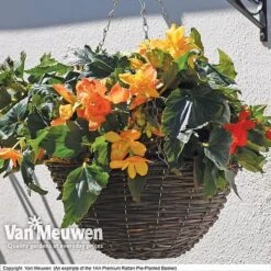 Geranium 'Balcon Mix' Pre-Planted Basket -GardenJoy Sales Store VM PrePlantedRattanBasket6