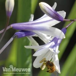 Agapanthus 'Fireworks' 17 Agapanthus 'Fireworks' -GardenJoy Sales Store VM2