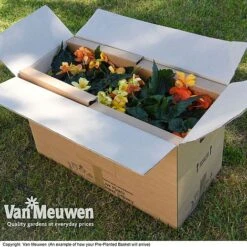 Geranium 'Balcon Mix' Pre-Planted Basket -GardenJoy Sales Store VM20PrePlantedBasketArrive6