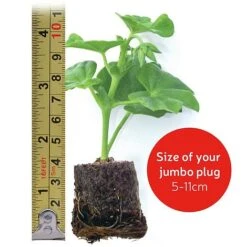 Penstemon 'Ice Cream Collection' -GardenJoy Sales Store VM20jumboplugsize107