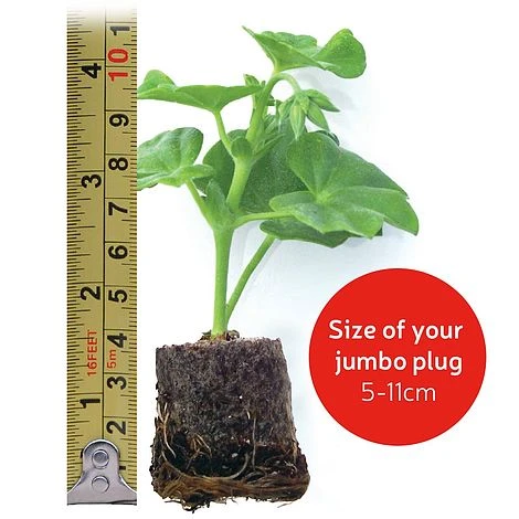 Clematis Montana 'Mayleen' 12 Clematis Montana 'Mayleen' - Image 10