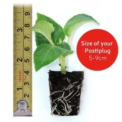 Begonia 'Illumination Mixed' -GardenJoy Sales Store VM20postiplugsize112