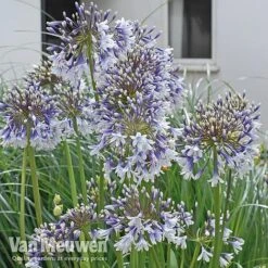 Agapanthus 'Fireworks' 18 Agapanthus 'Fireworks' -GardenJoy Sales Store VM3