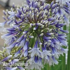 Agapanthus 'Fireworks' 19 Agapanthus 'Fireworks' -GardenJoy Sales Store VM4