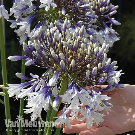 Agapanthus 'Fireworks' 11 Agapanthus 'Fireworks' - Image 9