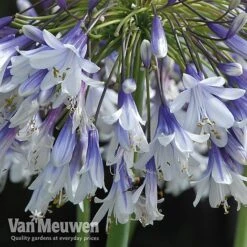 Agapanthus 'Fireworks' 21 Agapanthus 'Fireworks' -GardenJoy Sales Store VM6