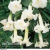 Angels Trumpets 'Double Fragrant White' 2 Angels Trumpets 'Double Fragrant White' -GardenJoy Sales Store VMWhite t42526 a