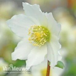 Hellebore 'Christmas Rose' -GardenJoy Sales Store VM Copyright Image Example21