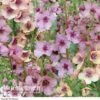 Verbascum X Hybrida 'Southern Charm' -GardenJoy Sales Store Verbascum Southern Charm1