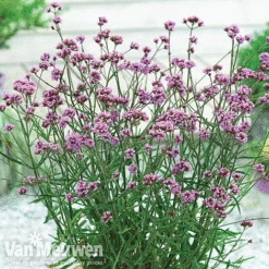 Verbena Bonariensis 'Lollipop' -GardenJoy Sales Store Verbena Lollipop NOW