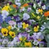 Viola 'Sorbet Mixed' -GardenJoy Sales Store Viola Sorbet XP Mixed Garden Ready