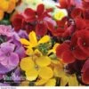 Wallflower 'Sugar Rush' Mix -GardenJoy Sales Store WALL V46835 A h