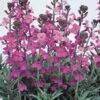 Wallflower 'Bowles's Mauve' -GardenJoy Sales Store WALL V58943 A h