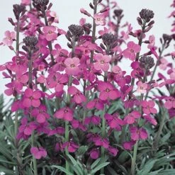 Wallflower 'Bowles's Mauve'