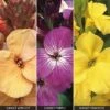 Wallflower 'Sunset Collection' -GardenJoy Sales Store WALL V64944 A h