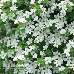 White Basket Duo Collection -GardenJoy Sales Store WHIT V17021 B