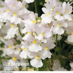 White Basket Duo Collection -GardenJoy Sales Store WHIT V17021 C