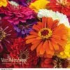 Zinnia Elegans 'Dreamland' (Garden Ready) -GardenJoy Sales Store ZINN V74933 A h