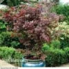 Acer Palmatum 'Atropurpureum' -GardenJoy Sales Store acer atrop12
