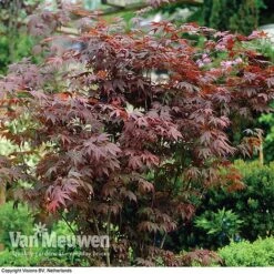 Acer Palmatum 'Atropurpureum' -GardenJoy Sales Store acer atrop22