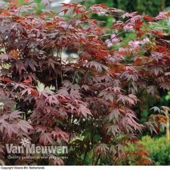 Acer Palmatum 'Atropurpureum' -GardenJoy Sales Store acer atrop32