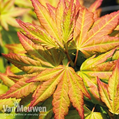 Acer Palmatum 'Orange Dream' 3 Acer Palmatum 'Orange Dream'