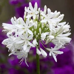 Agapanthus Africanus 'Albus' -GardenJoy Sales Store albus3