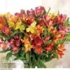 Alstroemeria 'Garden Hybrids' -GardenJoy Sales Store alst gard hyb2