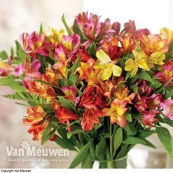 Alstroemeria 'Garden Hybrids' -GardenJoy Sales Store alst gard hyb3