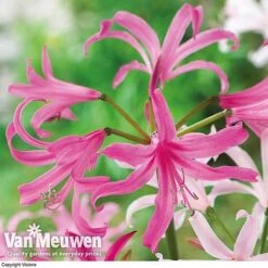 Amarine 'BellaDiva Mixed' -GardenJoy Sales Store amar v73282 c