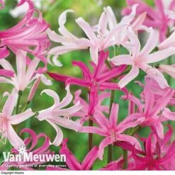 Amarine 'BellaDiva Mixed' -GardenJoy Sales Store amar v73282 d