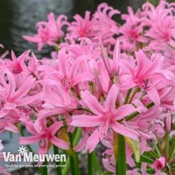 Amarine 'BellaDiva Mixed' -GardenJoy Sales Store amar v73282 e