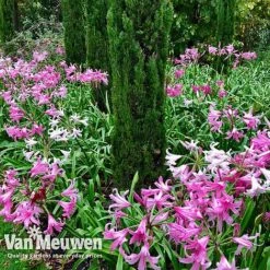 Amarine 'BellaDiva Mixed' -GardenJoy Sales Store amar v73282 f