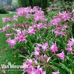 Amarine 'BellaDiva Mixed' -GardenJoy Sales Store amar v73282 g