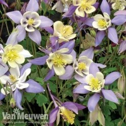 Garden Ready Perennial Collection -GardenJoy Sales Store aquilegia