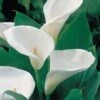 Arum Lily -GardenJoy Sales Store arum lily