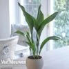 Aspidistra Elatior (House Plant) -GardenJoy Sales Store aspi vka2850 b1