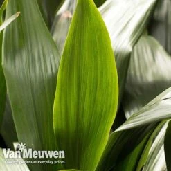 Aspidistra Elatior (House Plant) -GardenJoy Sales Store aspi vka2850 e