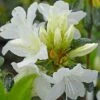 Azalea Japonica 'Snow White' (Patio Standard) -GardenJoy Sales Store aza