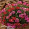 Geranium 'Balcon Mix' Pre-Planted Basket -GardenJoy Sales Store balcon1