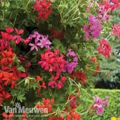 New Release -GardenJoy Sales Store balcon2