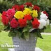 Begonia 'Double Flowered Mixed' -GardenJoy Sales Store bego 12544 b