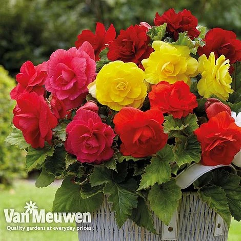 Begonia 'Double Flowered Mixed' 4 Begonia 'Double Flowered Mixed' - Image 2