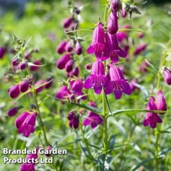 Penstemon 'Ice Cream Collection' -GardenJoy Sales Store blckberries