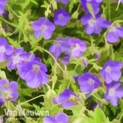 Geranium 'Brookside' -GardenJoy Sales Store brook