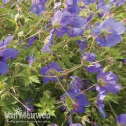 Geranium 'Brookside' -GardenJoy Sales Store brooks4