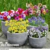Bumper Spring Bulb Collection -GardenJoy Sales Store bulb coll1