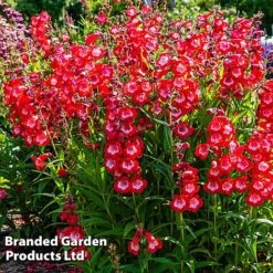 Penstemon 'Ice Cream Collection' -GardenJoy Sales Store cherry1