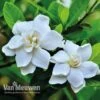 Gardenia 'Crown Jewels' -GardenJoy Sales Store crownjewels2