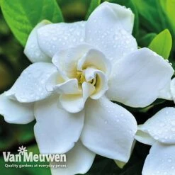 Gardenia 'Crown Jewels' -GardenJoy Sales Store crownjewels4